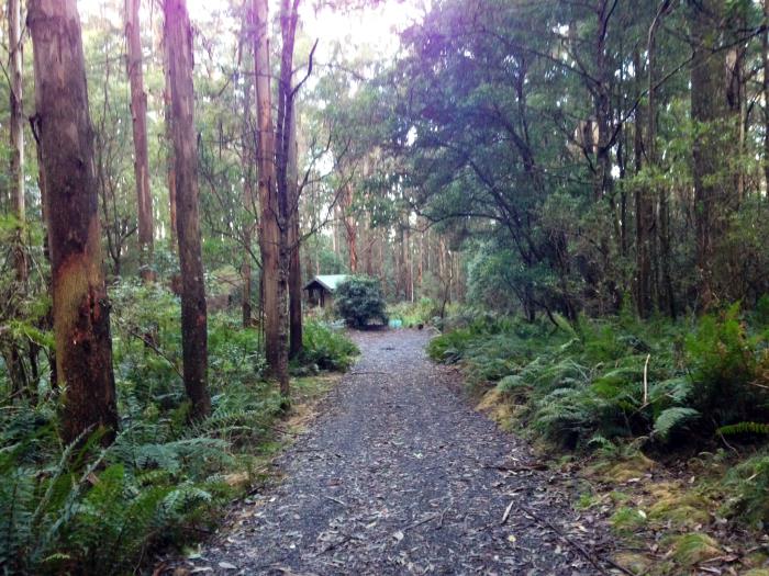 The path to the lake... You will notice how the flora in the area creates a cooling affect around the lake's paths.