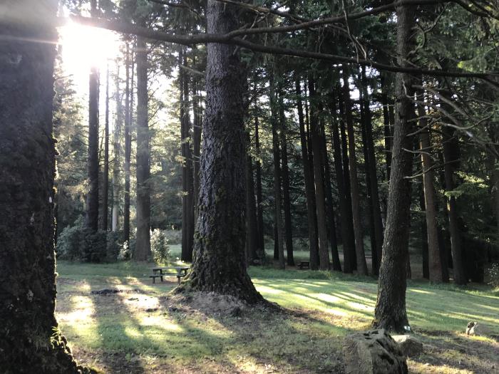 Have a picnic under the tall trees