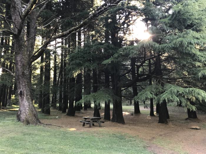 The perfect location for a family picnic