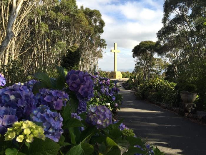 Hydrangeas in the Cross gardens